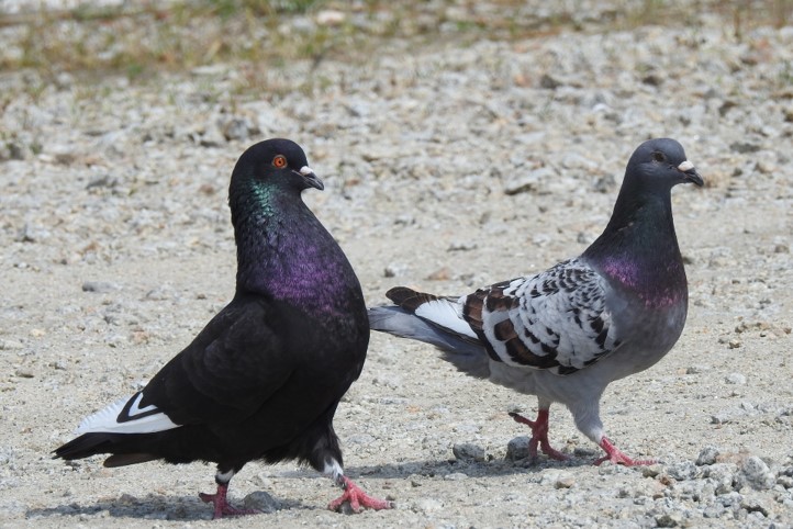 service-pigeons