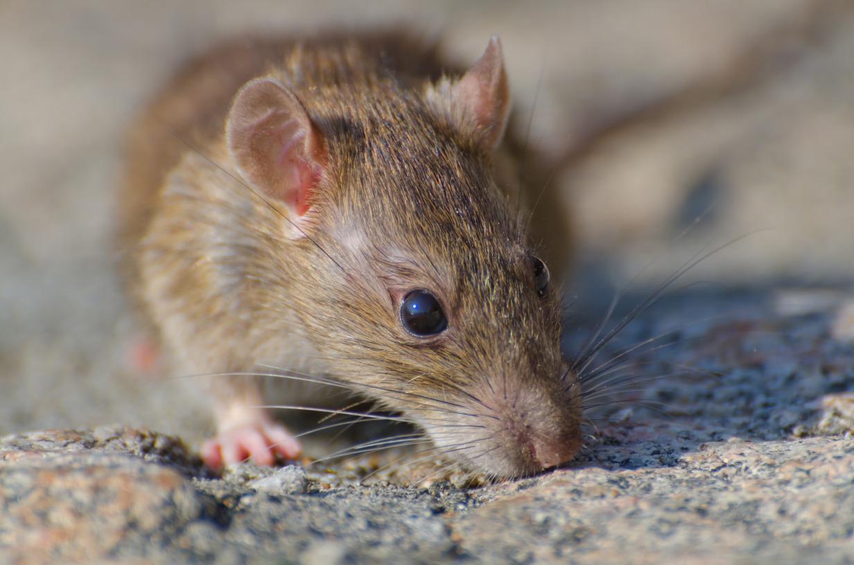 Yvelines-rats-souris